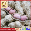 Wholesale Round Shelled Peanut Kernels